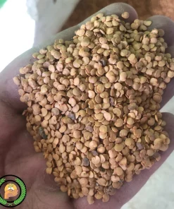 عکس بذر بادمجان خدمات کشاورزی راد