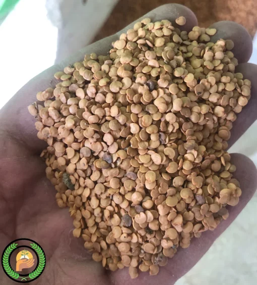 عکس بذر بادمجان خدمات کشاورزی راد