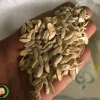 بذر خیار چنبر خدمات کشاورزی راد