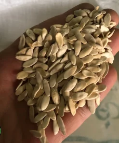 بذر خیار چنبر خدمات کشاورزی راد