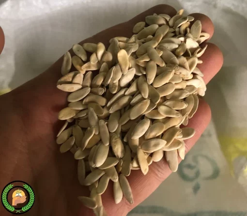 بذر خیار چنبر خدمات کشاورزی راد