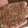 عکس بذر تربچه خدمات کشاورزی راد
