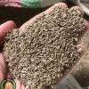 عکس بذر شوید راد
