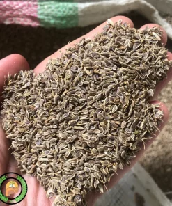 عکس بذر شوید راد