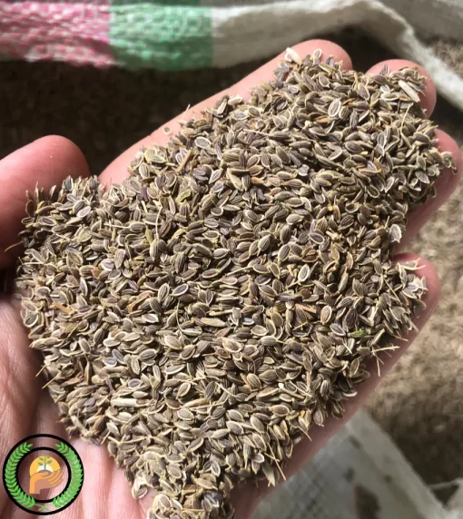 عکس بذر شوید راد