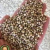 عکس بذر گشنیز خدمات کشاورزی راد