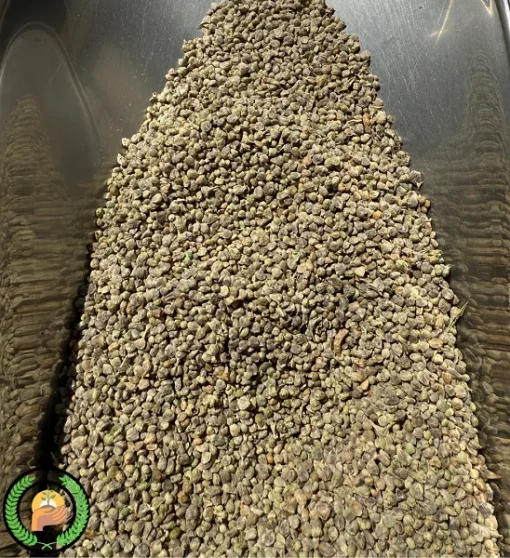 بذر اسفناج راد