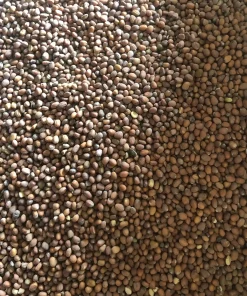 عکس بذر ترب سیاه راد