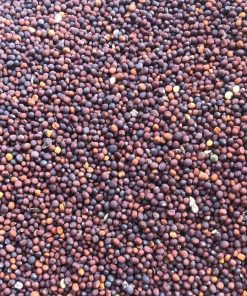 عکس بذر شلغم راد