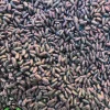 بذر لوبیا سبز خدمات کشاورزی راد