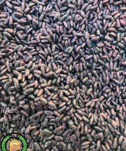 بذر لوبیا سبز خدمات کشاورزی راد