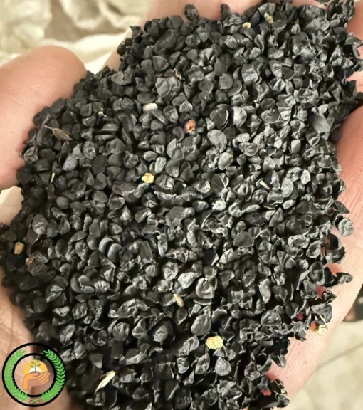 عکس بذر پیاز خدمات کشاورزی راد