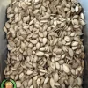 عکس بذر کدو حلوایی خدمات کشاورزی راد