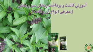 آموزش کاشت و برداشت ریحان سبز و بنفش [معرفی انواع آن و آفات]