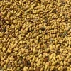 عکس بذر یونجه رنجر همدانی راد