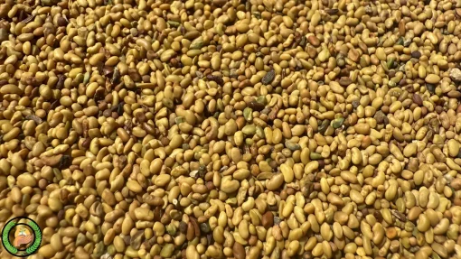 عکس بذر یونجه رنجر همدانی راد