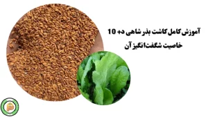 نحوه کشت بذر شاهی و خواص تخم شاهی