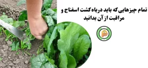 کشت و مراقبت از اسفناج