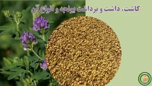 کشت یونجه و انوع آن