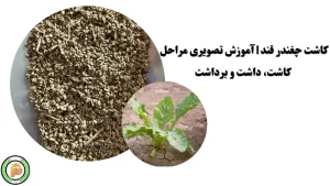 آموزش کاشت چغندر قند