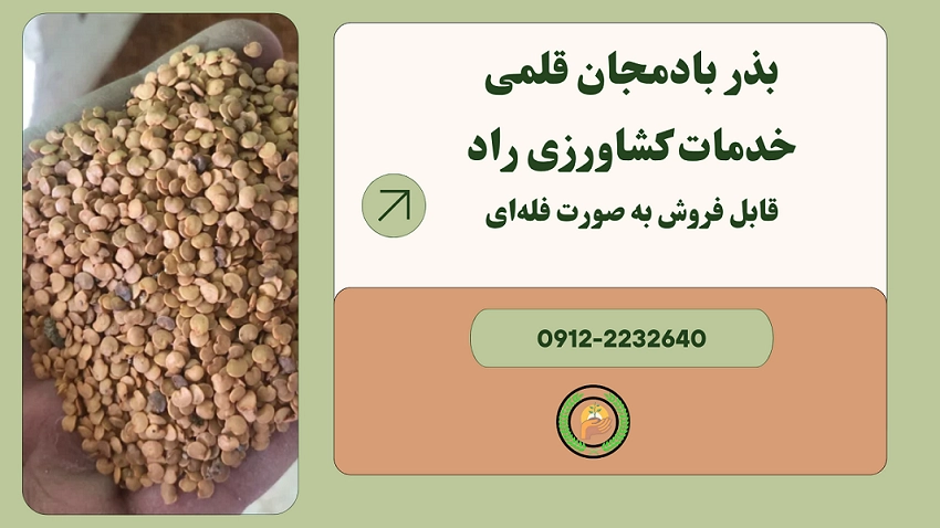 خرید بذر بادمجان خدمات کشاورزی راد