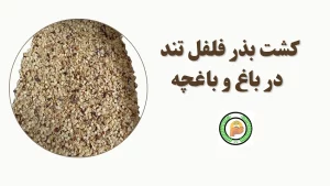 نحوه کشت بذر فلفل تند