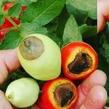 پوسیدگی گلگاه