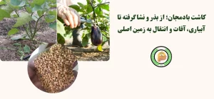 کشت بذر بادمجان