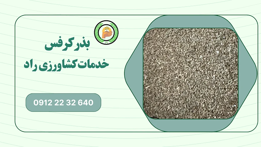 خرید بذر کرفس 