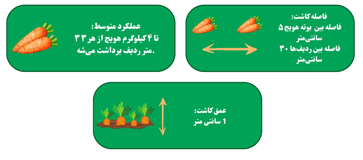 فاصله کاشت هویج