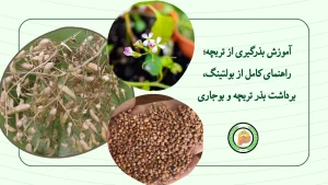 نحوه بذرگیری از تربچه