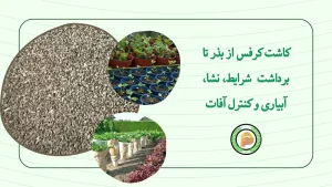 کاشت کرفس