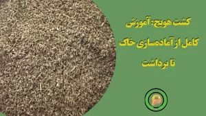 کشت هویج