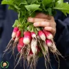 بذر تربچه فرانسوی بادامی 1