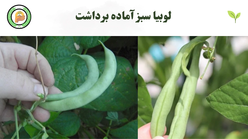 چه زمانی و چگونه لوبیا سبز را برداشت کنیم؟ 2 عکس لوبیا سبز اماده برداشت