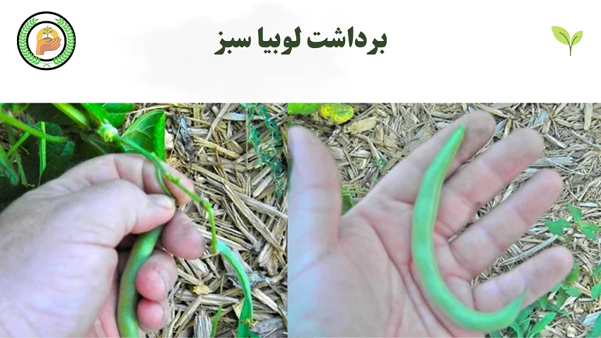 چه زمانی و چگونه لوبیا سبز را برداشت کنیم؟ 3 نحوه برداشت لوبیا سبز