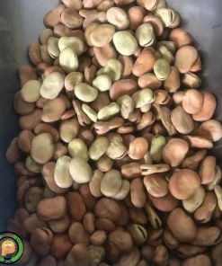 بذر باقلا راد