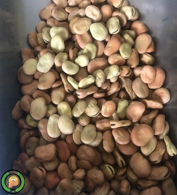 بذر باقلا راد 3 بذر باقلا راد