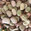 عکس بذر باقلا راد