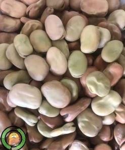 عکس بذر باقلا راد