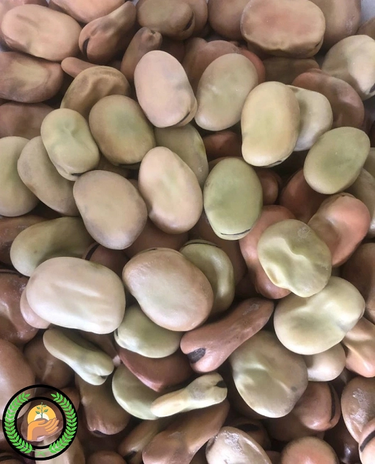 بذر باقلا راد 2 عکس بذر باقلا راد